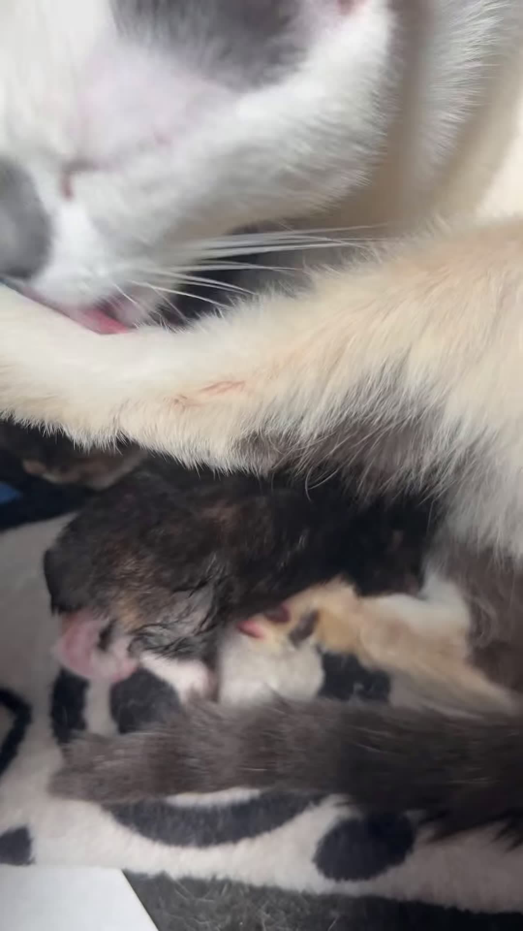 cover for Update on my kitty Star