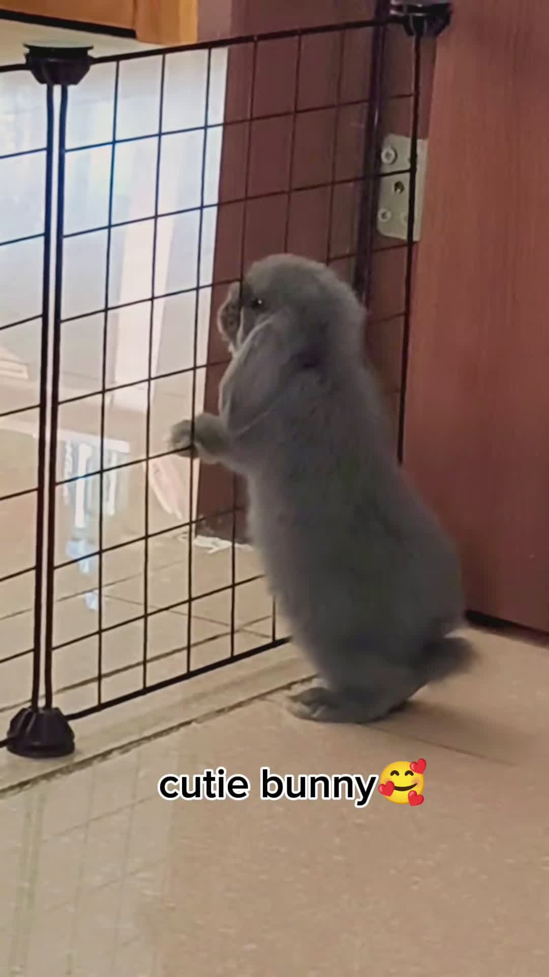 cover for cute bunnies #bunny #cute #funnyvideo #funnytiktok 