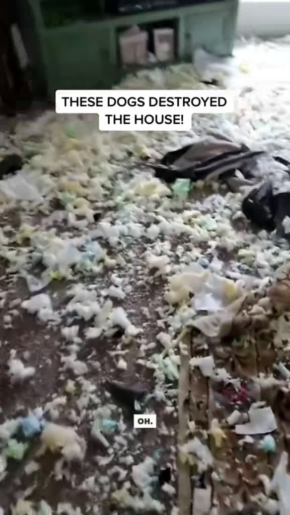 cover for When dogs turn your home into a disaster zone 😂 #Dogs #Funny #PetFails