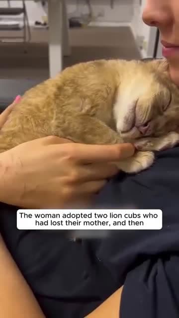 cover for The woman adopted two orphaned lion cubs, and then this happened