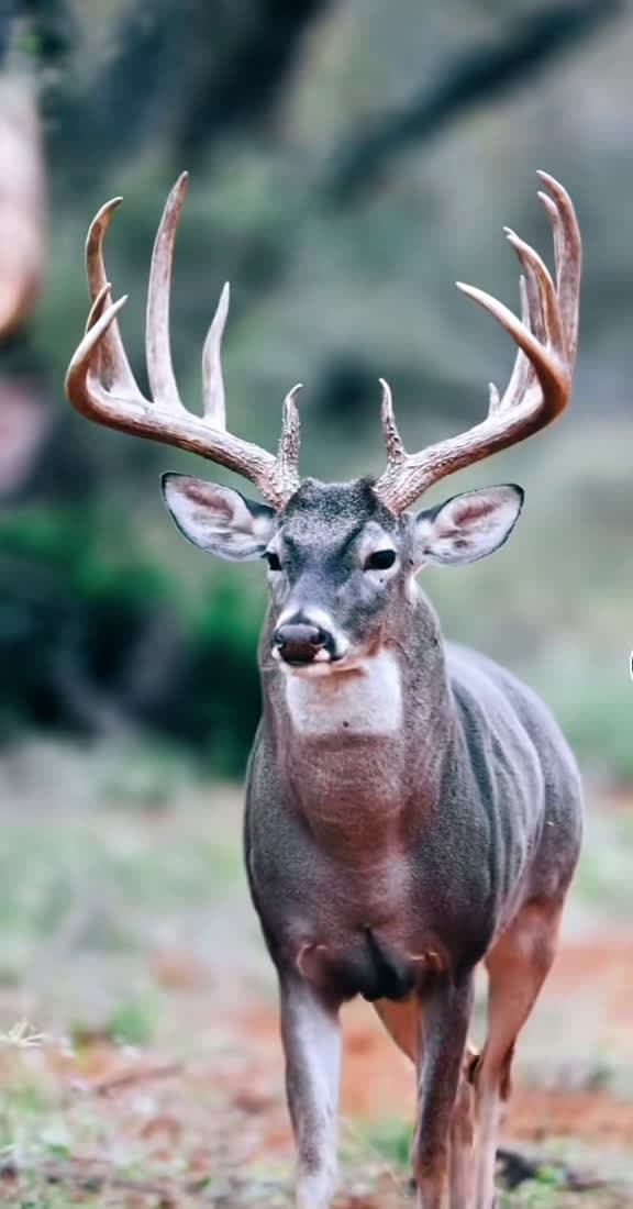cover for Every hunter has a story about the monster buck that slipped away 🦌 #bowhunting #whitetail #bigbuck #deercountry