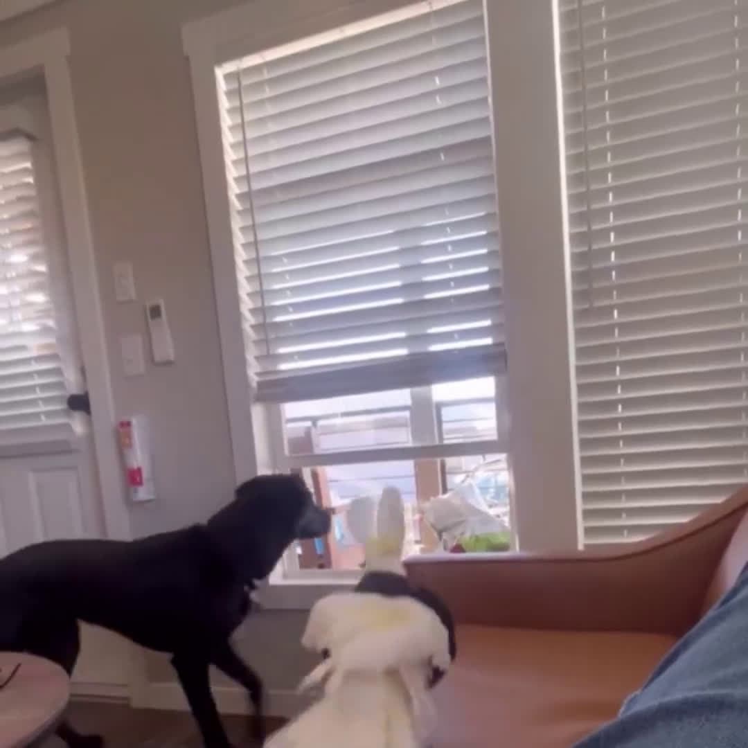 cover for Best guard dogs.. 😂 Sound on #OddlySatisfying