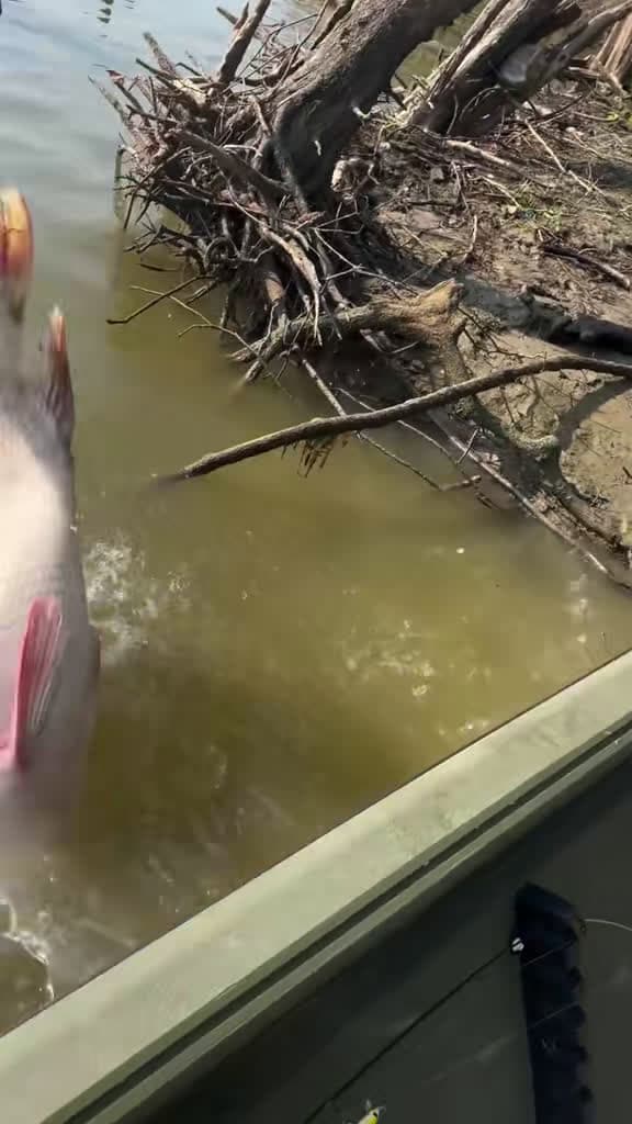 cover for When the release doesn’t go as planned! 😳 #fishinglife #paddlefish #freshwater