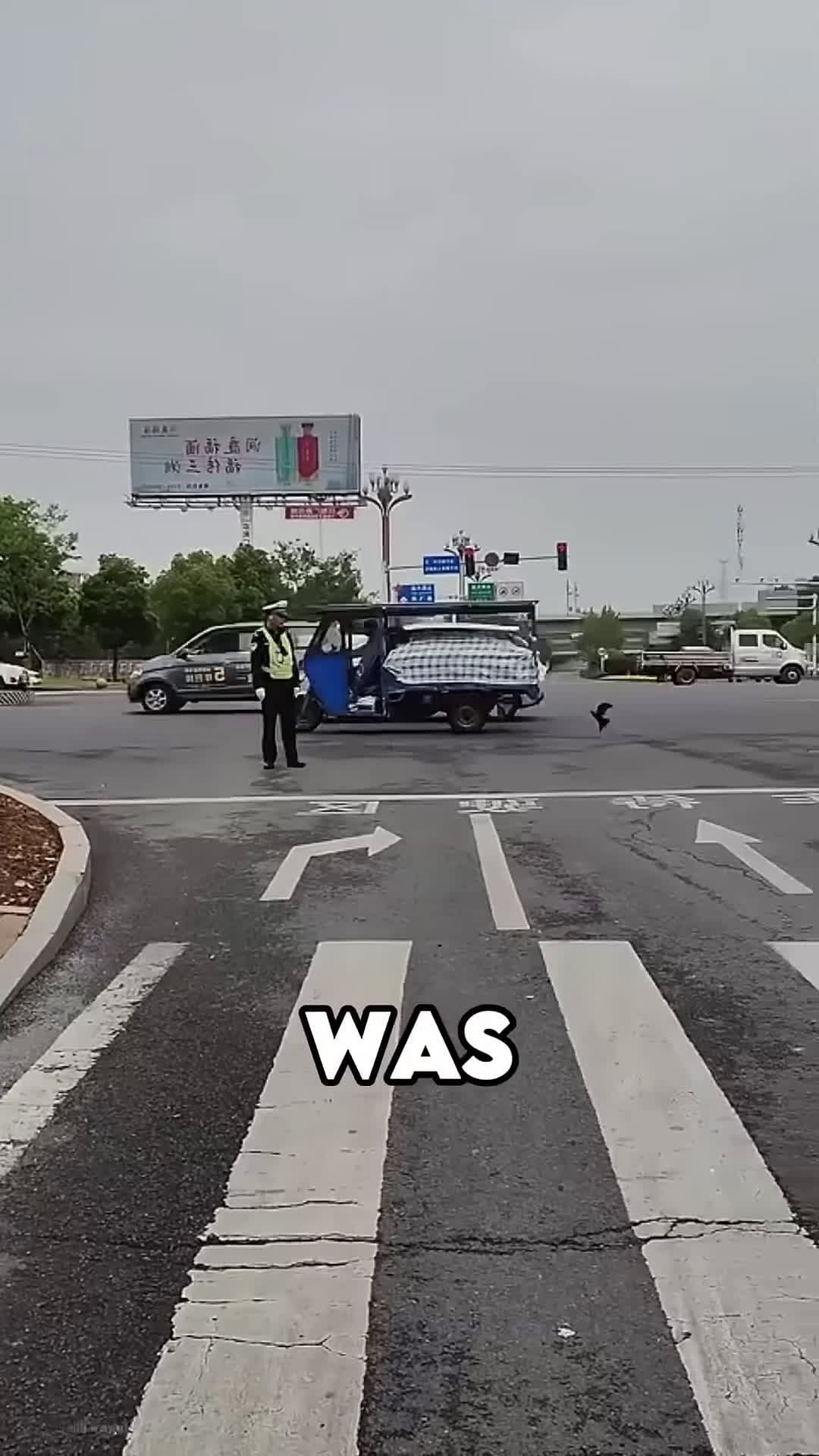 cover for This Cop Stopped Traffic For This Bird