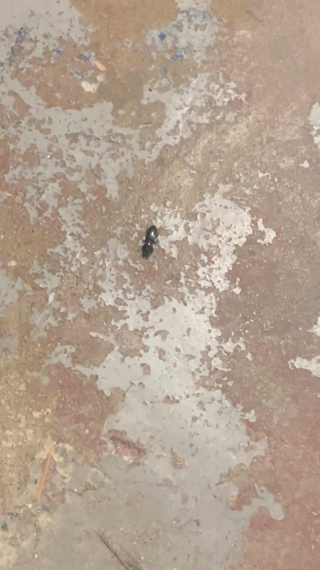 cover for Unexpected discovery in my Wisconsin basement... What is this? 🏚️ #WisconsinFinds #MysteryObject #BasementDiscoveries