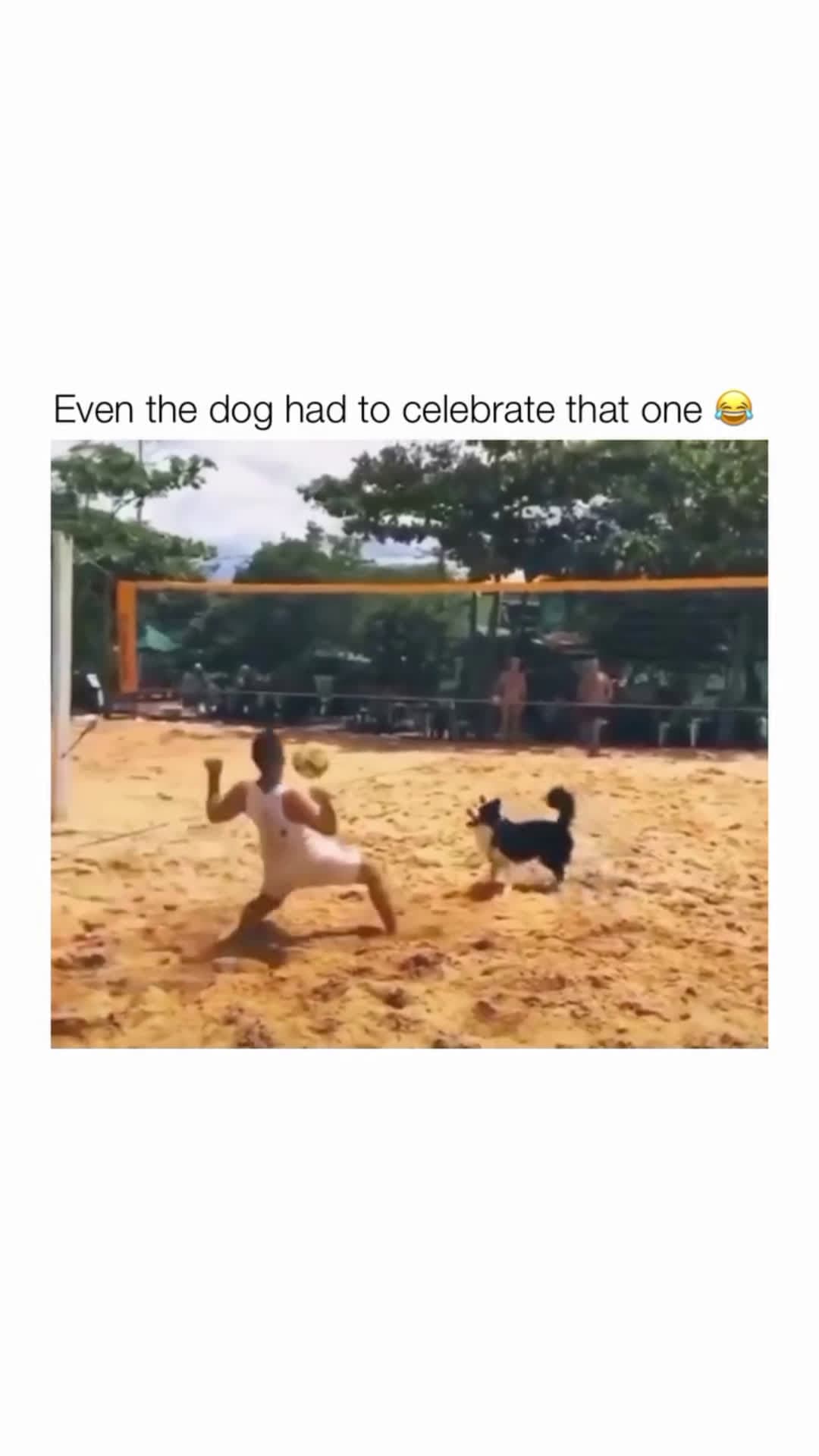 cover for #CaughtOnCamera #funny #trending #viral #fyp #foryou #fypシ #dog Even the dog had to celebrate that one 🐕💥
