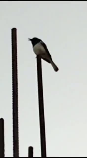 cover for Meet the charming Magpie Robin singing its heart out! 🐦✨ #MagpieRobin #Birdwatching #NatureLovers