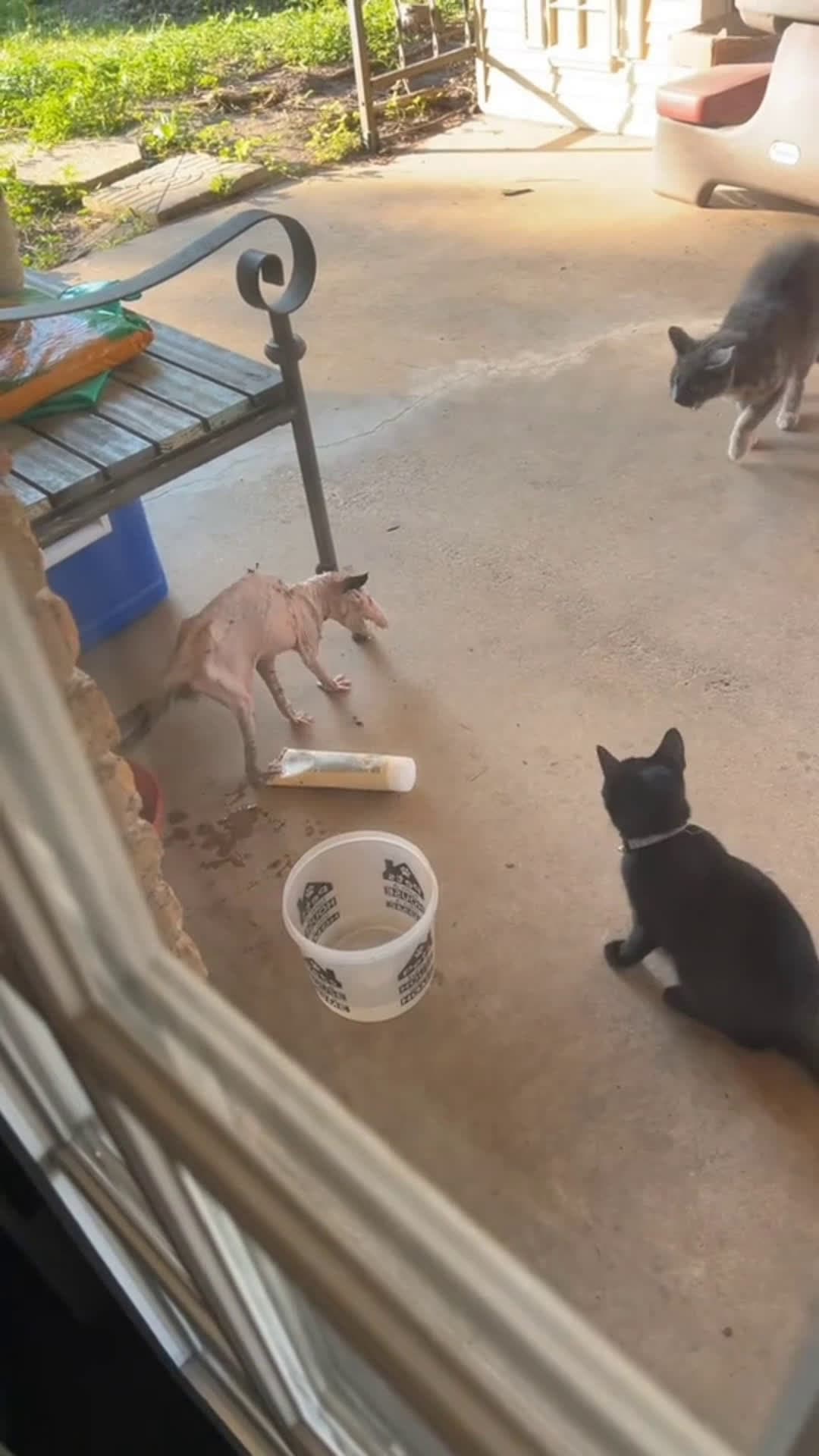 cover for What is it?😳 #xzybca #viral #fypシ #funnyreels #funny #trendingnow #fyp #nature #viralreels #cool #animals #lol #pets #funnyvideos #wow #animals 
