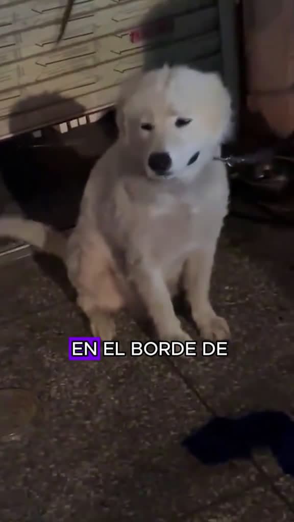 cover for dog dogsoftiktok animals tiktok foryou fyp funnyvideo 66238 #shortvideosscoopz