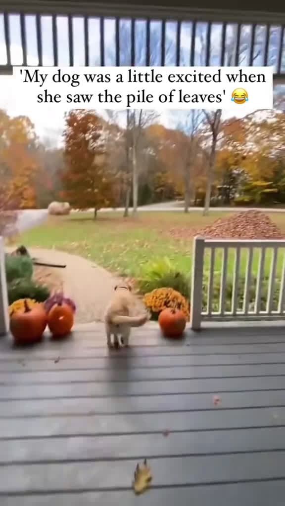 cover for Excited dog dog pet funnyvideos tiktok funnydog fyp 86046 #american