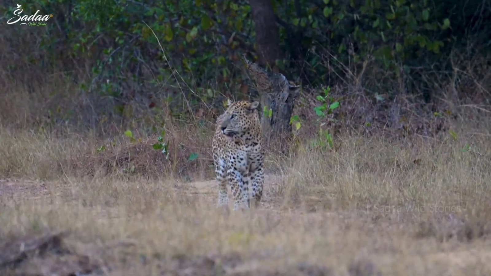 cover for Epic showdown: Tigress chases leopard in Tadoba Andhari Reserve 🐅🐆 #Wildlife #BigCats #Tadoba