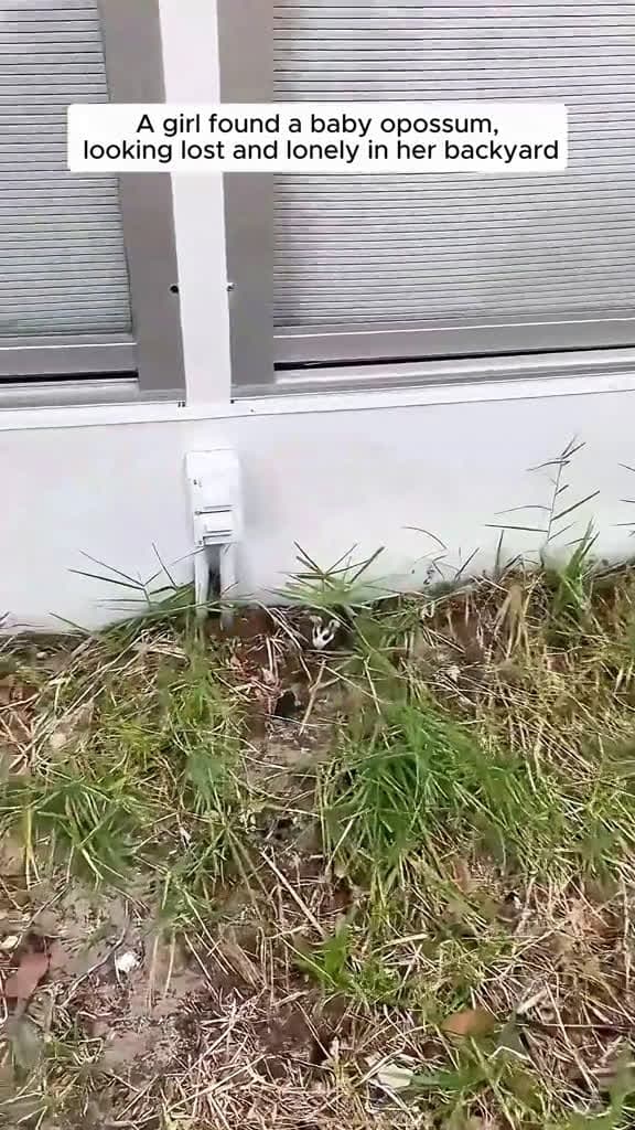 cover for A girl found a baby opossum and gave it a home #animalrescue #rescue #animals #animalsoftiktok #fyp #animallover #animallove #loveanimals❤️🐾 #opossum #opossumsoftiktok 