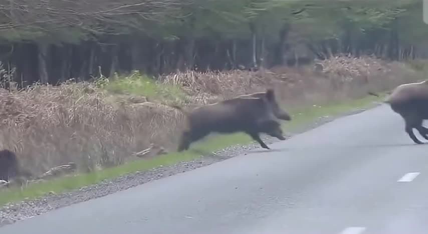 cover for A herd of wild boars crosses the road in a tense moment — nature's bold stampede in seconds. 🐗 #Wildlife #Boars #Nature #RoadCrossing