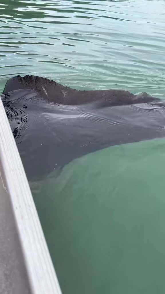 cover for Unreal catch while halibut fishing: We hooked a shark in Alaska! 🦈 #AlaskaAdventure #OceanLife #SharkEncounter