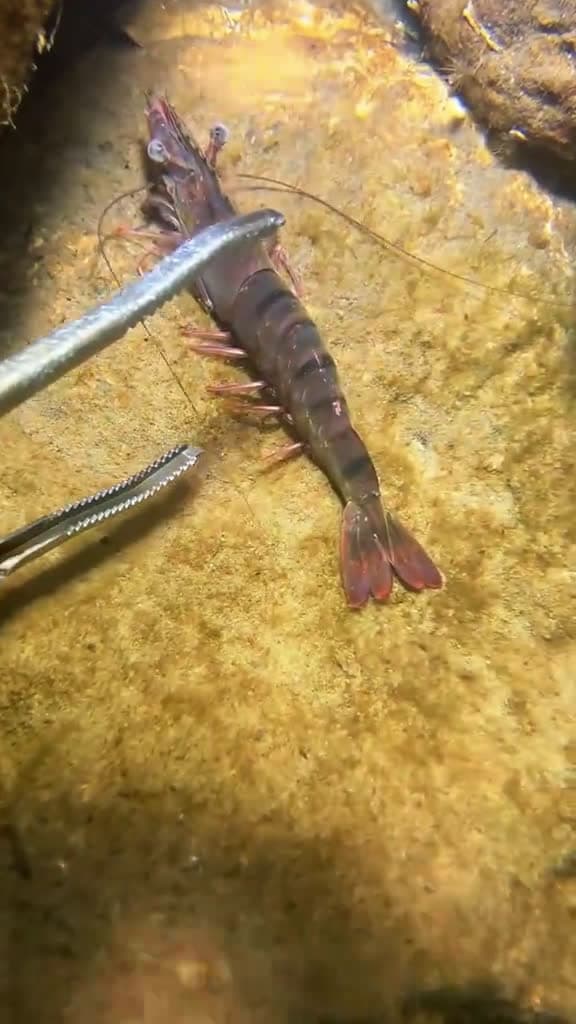 cover for I encountered a sleeping flash shrimp on the seabed and caught it It has been quiet #diving #crab #catchthesea #seafood #seaside #fish