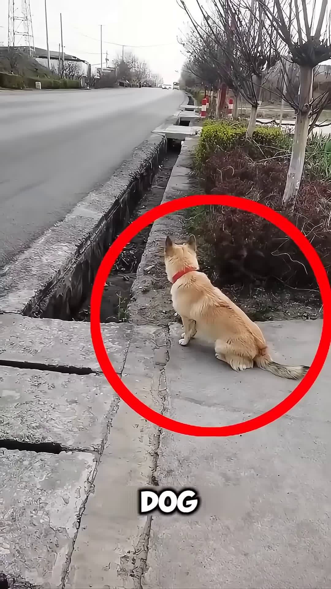 cover for Loyal Dog Waits for School Bus Every Day