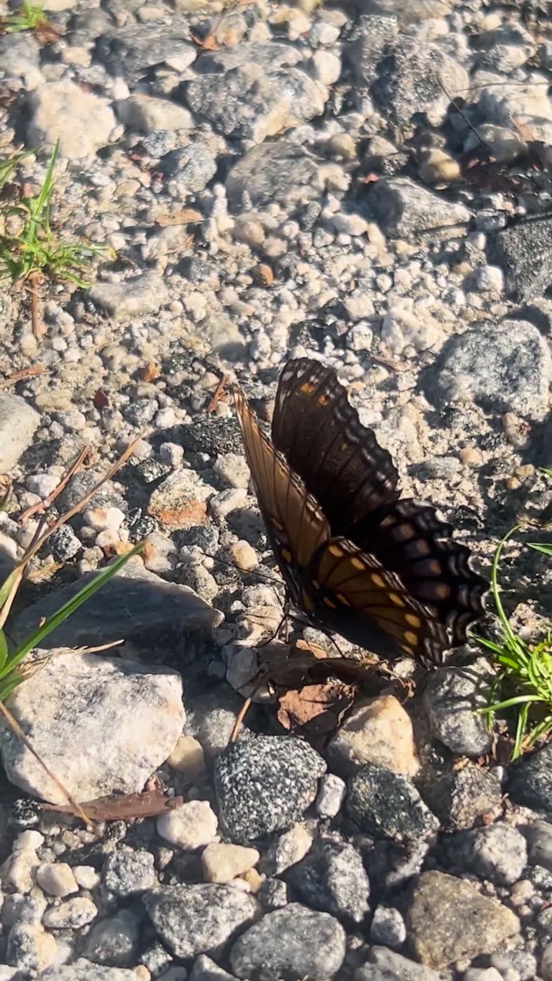 cover for Spotted the most stunning butterfly today! 🦋 #butterfly #naturebeauty #wildlife