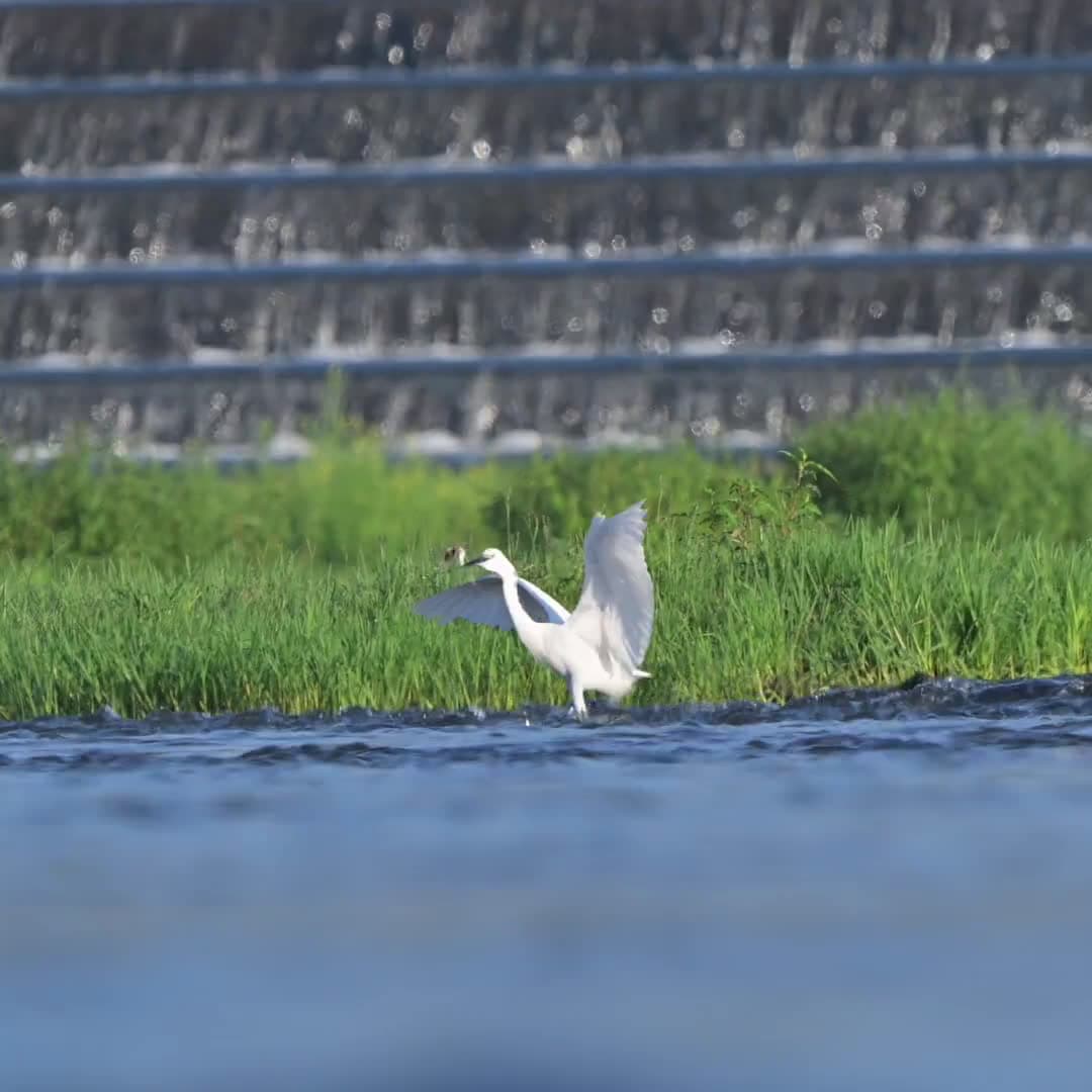 cover for Mesmerizing moment: a little egret snags a fish with a lightning-fast strike 🪶🐟 #Egret #BirdWatching #Wildlife #Nature