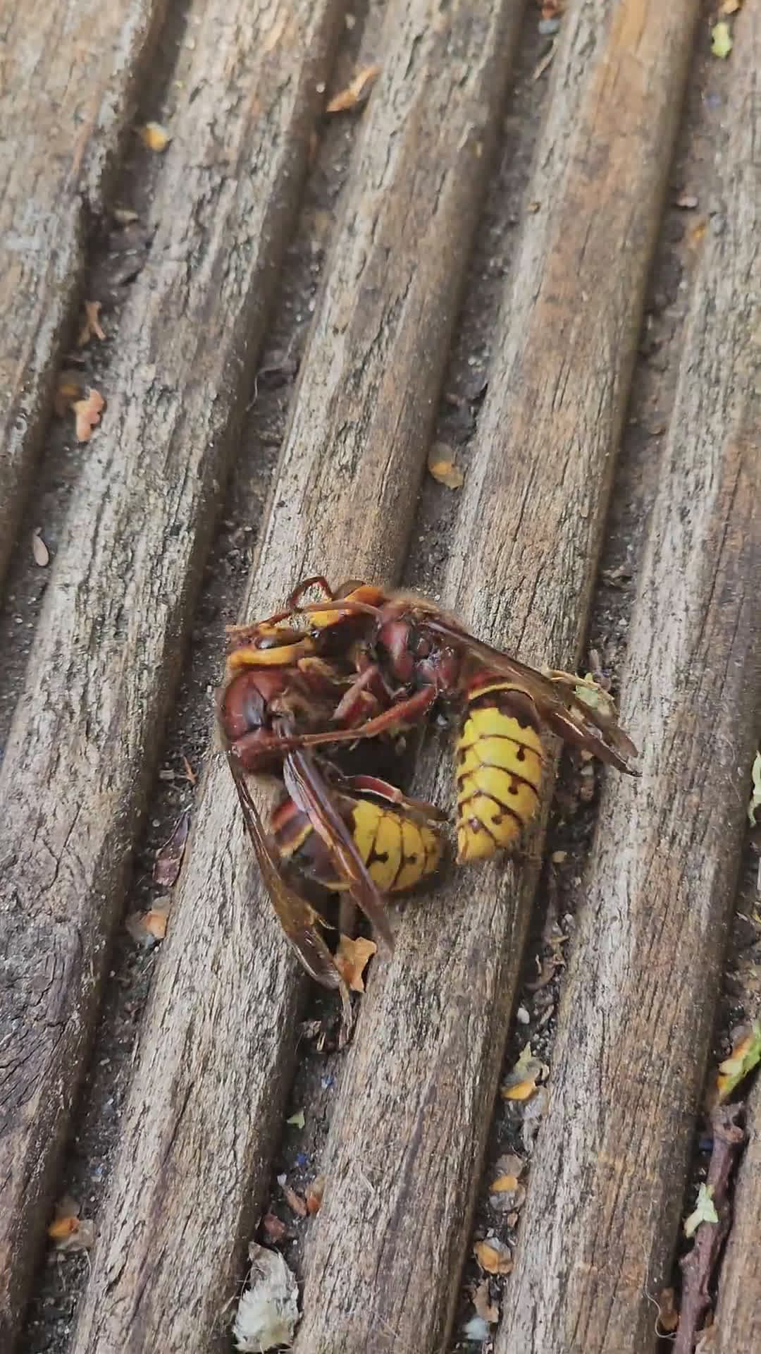 cover for Fight or cuddle? Watch this hornet's surprising hug moment 🐝❤️ #Nature #Insects #Surprise