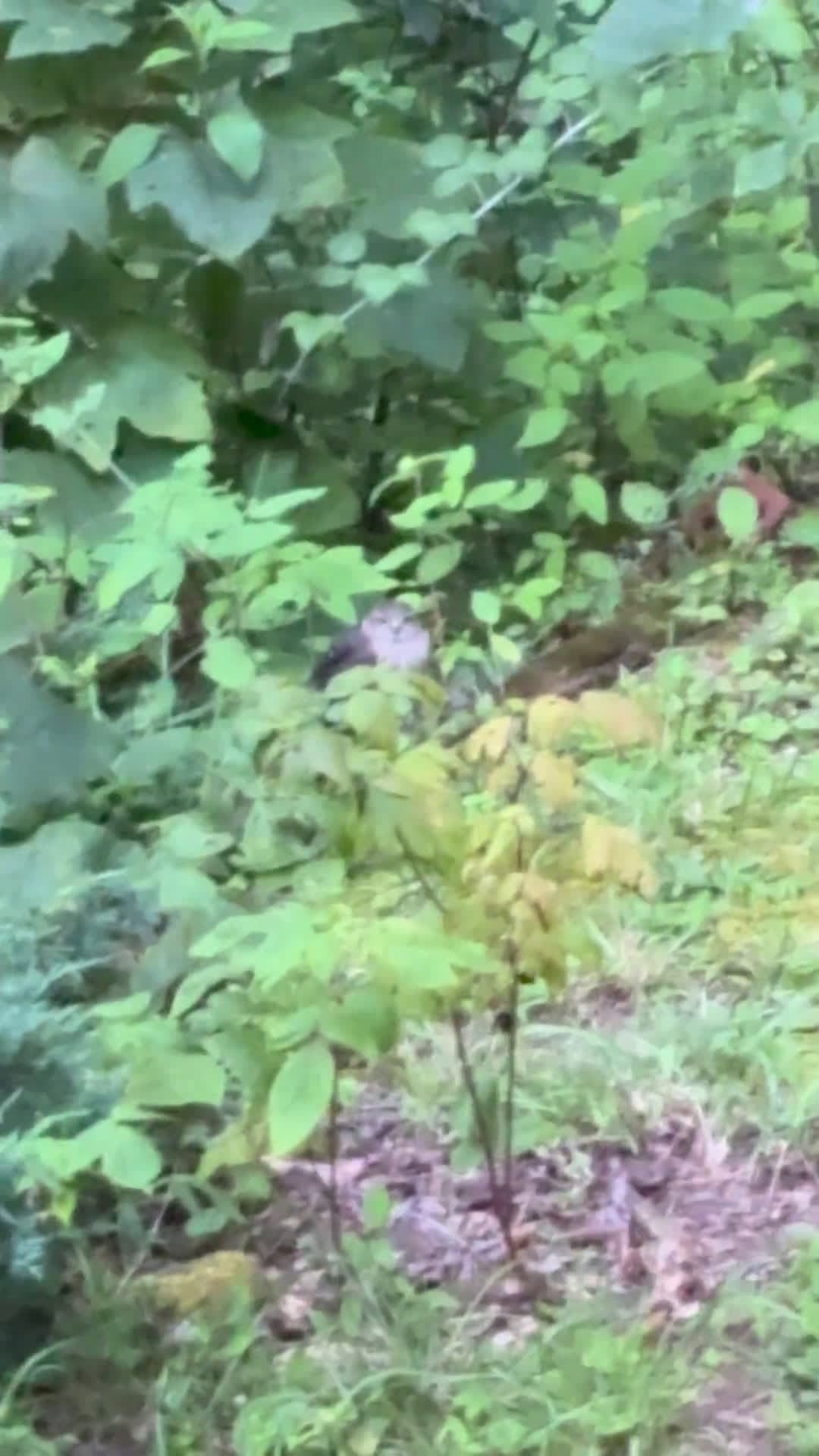 cover for What is this bird I spotted in Western North Carolina? Help ID! 🐦 #BirdID #WesternNC #NCBirds