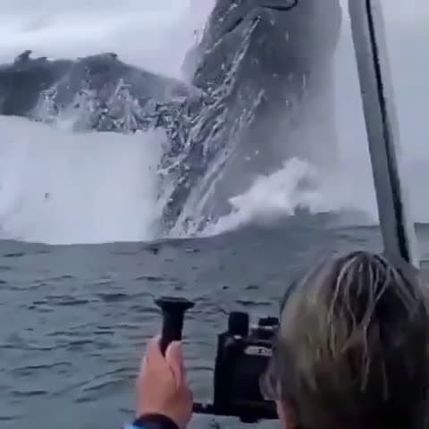 cover for Majestic humpback whale breaching the ocean surface! 🐋 #HumpbackWhale #WildlifeWonder #OceanLife #Nature