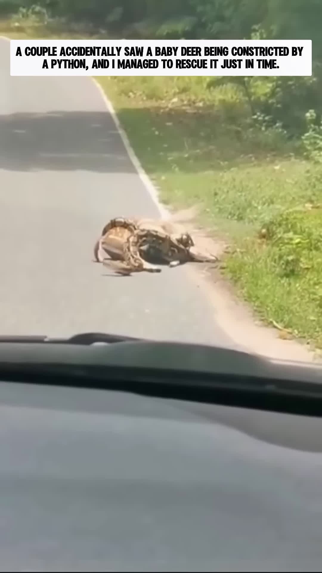 cover for Rescuing a Baby Deer from a Python then