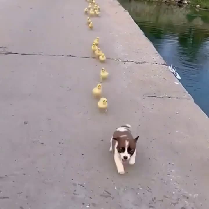 cover for Watch these adorable ducklings follow their new puppy friend! 🐶🦆 #CuteAnimals #PuppyLove #Ducklings #TooCute