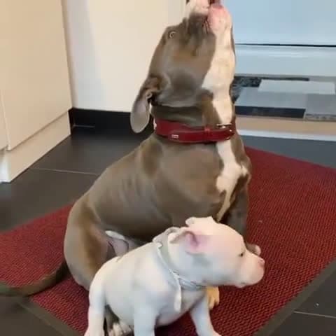 cover for Watch this father dog teach his puppy the perfect awoo! 🐾 #DogTraining #PuppyLove #CuteAnimals