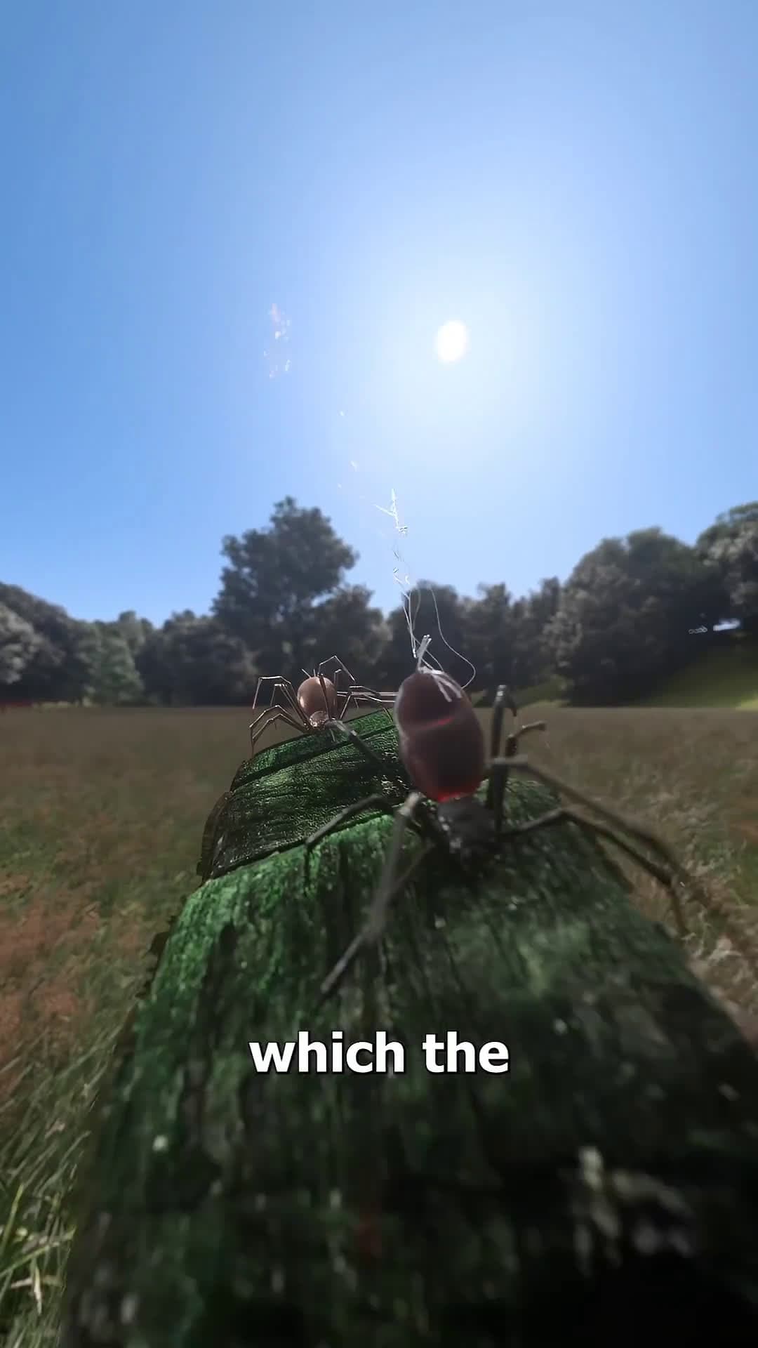 cover for Watch spiders take flight using their silk to ‘balloon’ through the air! 🕷️✨ #SpiderScience #Ballooning #NatureWonders