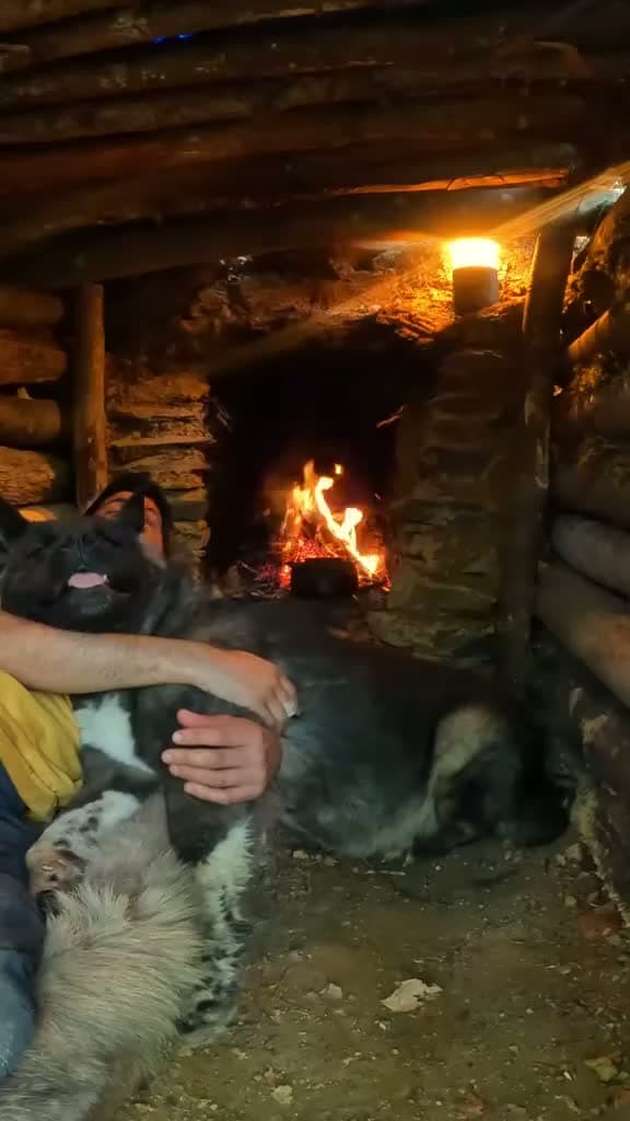 cover for Cozy Bushcraft Shelter with a Fireplace 🔥🏕️ Join us for a wilderness adventure with my furry friend! #Bushcraft #Survival #Camping