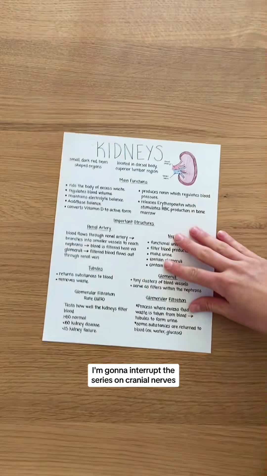 cover for Quick & basic understanding of the kidneys! #nursingstudent #nursesoftiktok #nursingschool ##nurselife #anatomylesson