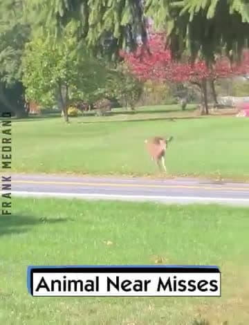 cover for Animal Near Misses