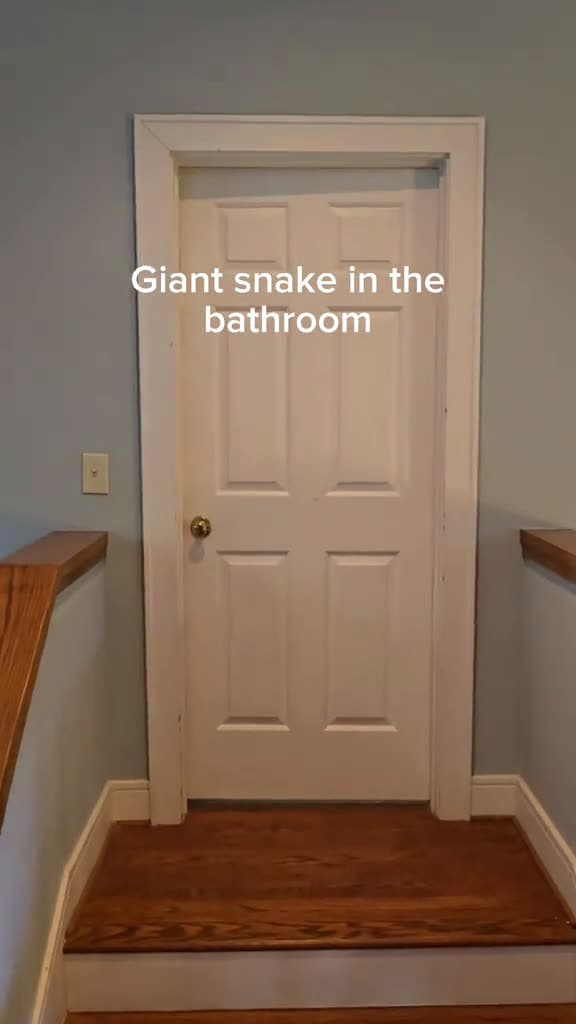 cover for you heard there's a snake and closed the door when coming in😅😅