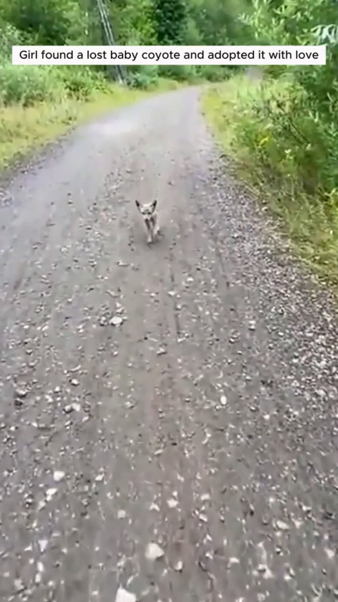 cover for Girl found a lost baby coyote and adopted it with love #animal  #animallover #rescueanimals #coyote #scoopzanimal 