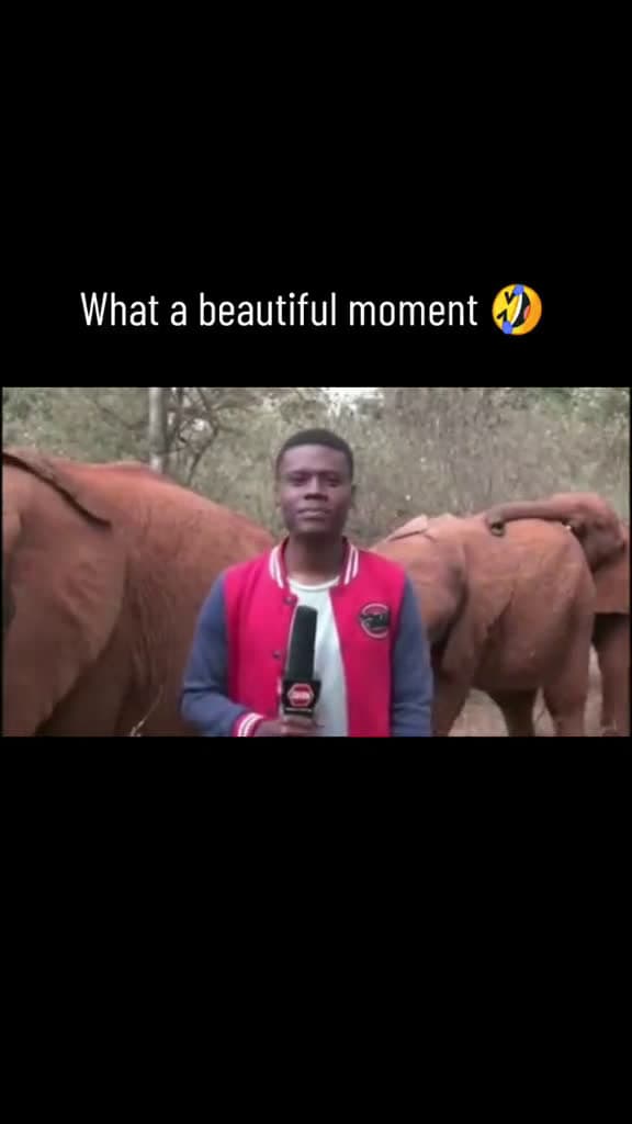 cover for Such a cool clip. You need to watch this through  fyp elephant wikdlyafrica foryo 83269 #trend