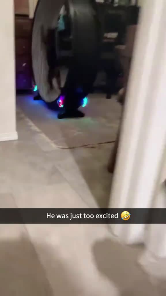 cover for He was just too excited dog funny funnyanimals funnypets animals dogsofttiktok pet foryou 91358 #nicevideo