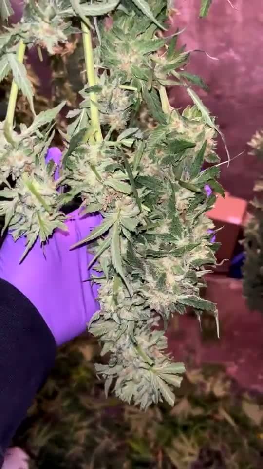 cover for #weed  #weed  #weedporn  #420