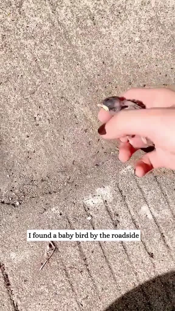 cover for He got swarmed by ants#fyp #animals #rescue