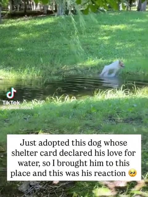 cover for If dogs really have a heaven, I hope it looks like this 💙 #DogHeaven #RainbowBridge #PetLove