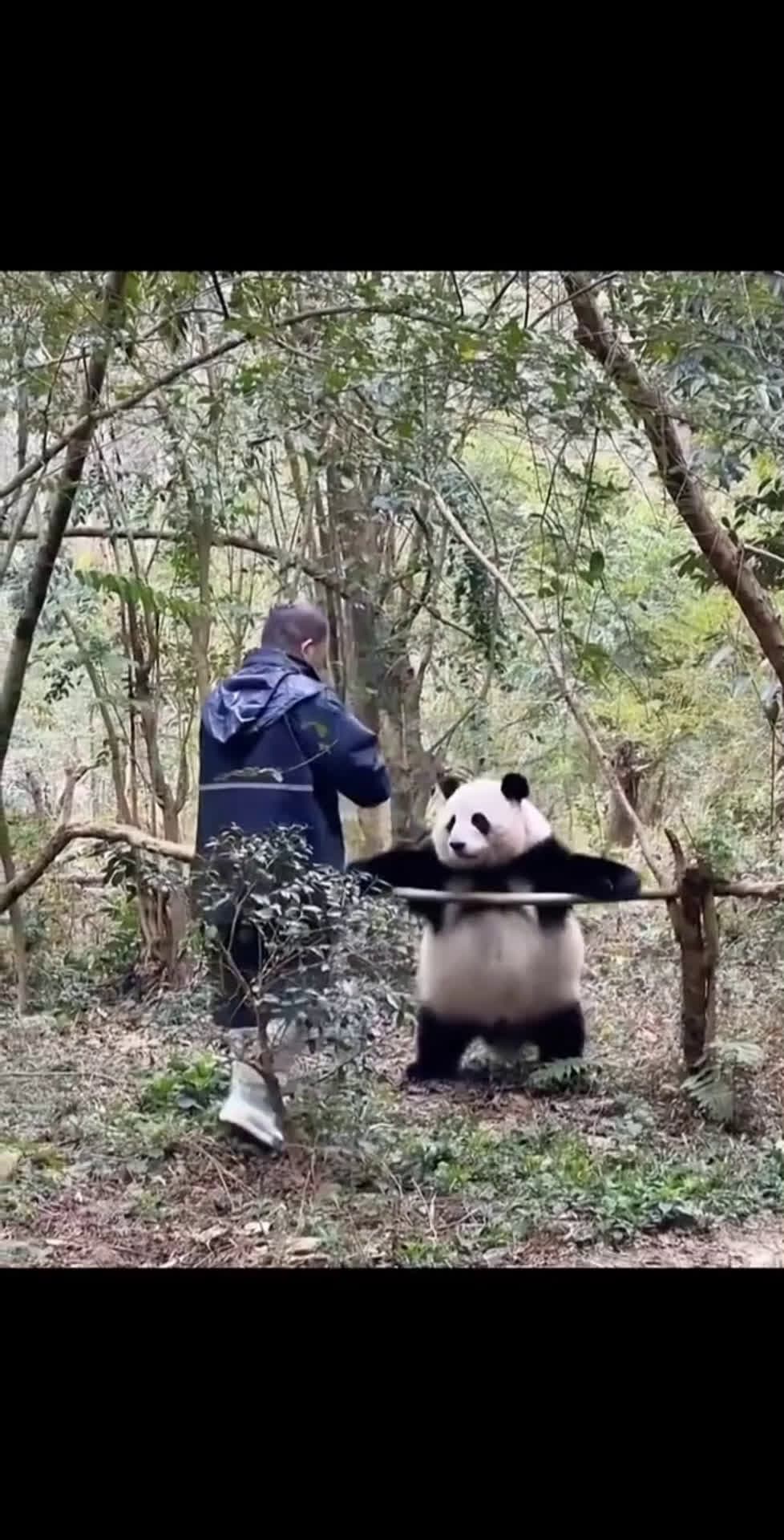cover for Funny panda #lovely #pets #fyp #likes #foryou 