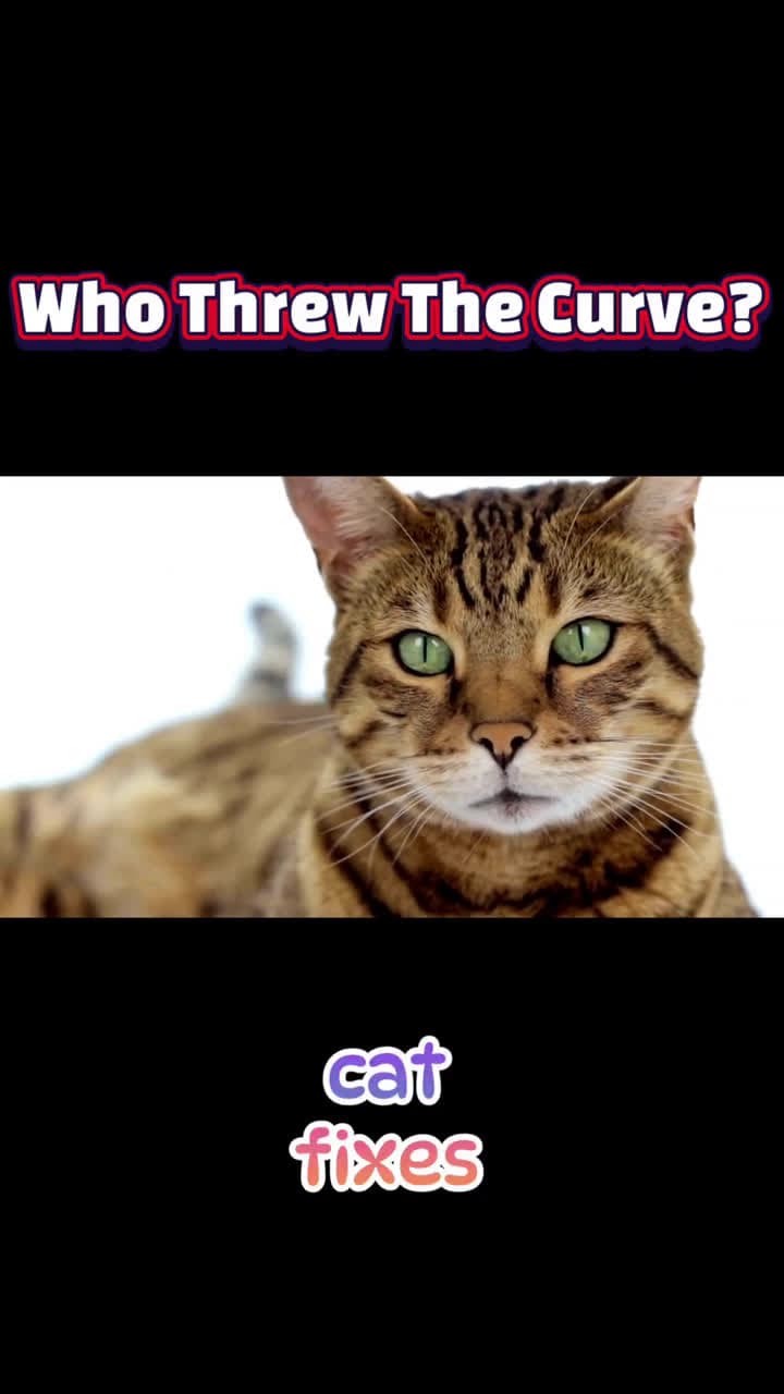 cover for Eyes of Enchantment: Decoding Your Cat’s Unblinking Gaze#CatGaze #FelineMystery #PetLove #CatPsychology #UnblinkingAdmiration #CatBehavior #CatsOfTwitter #Unblinking 