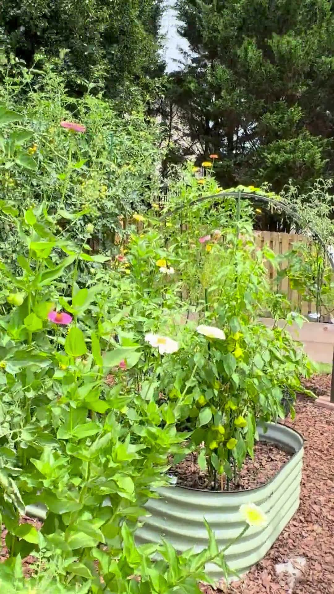 cover for Unexpected garden magic caught on camera ✨🌸 #NatureWonder #GardenLife #MagicalMoment