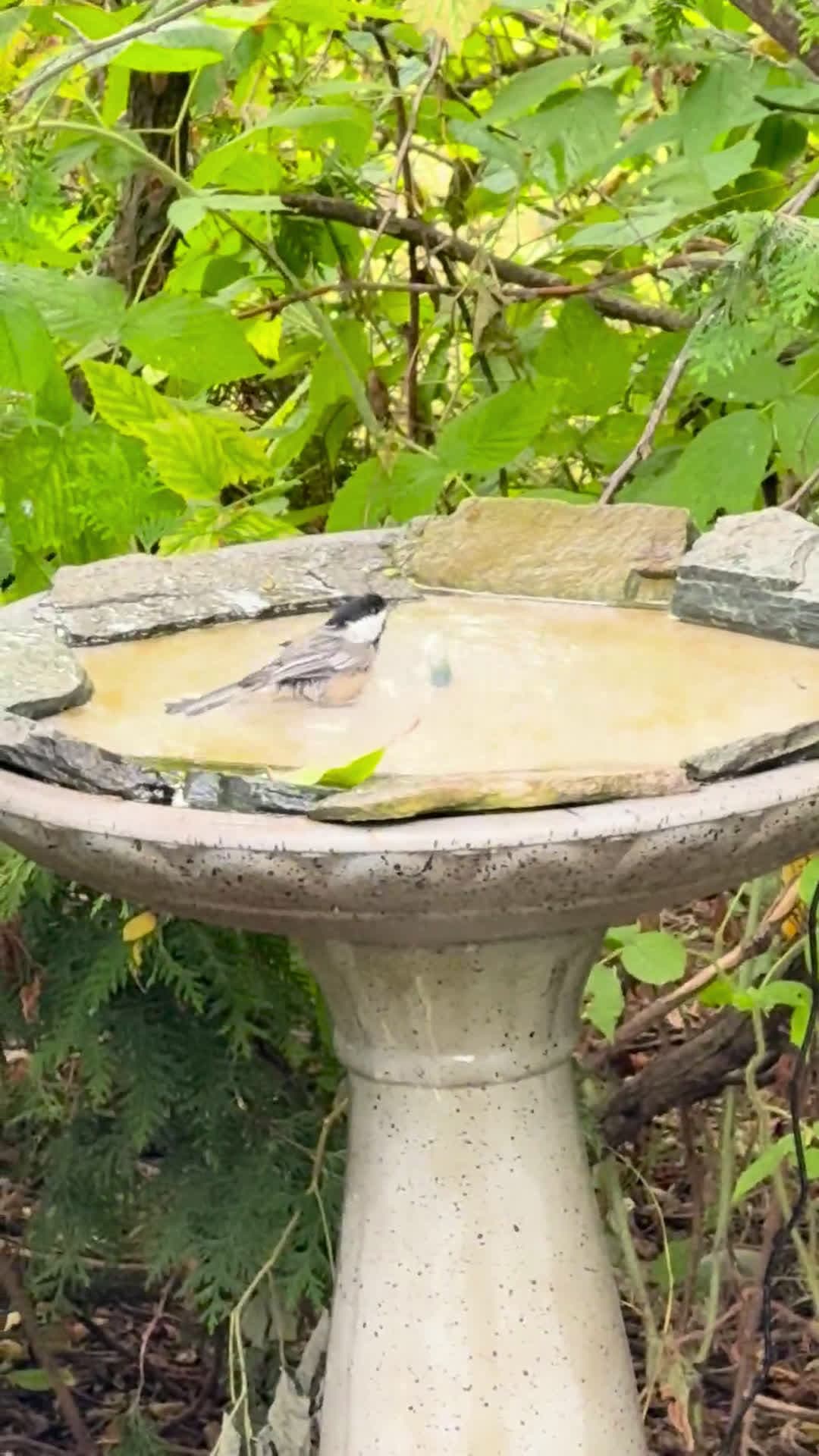 cover for DIY hack: Make your birdbath shallower in seconds with a simple stone tile 🪨💧 #DIY #Birdbath #GardenTips #BirdWatching