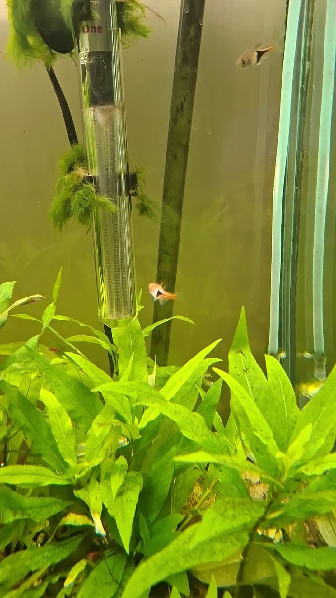 cover for Watch this fish spin like a pro! 🐟 #FishTricks #AmazingNature #AquaticSkills
