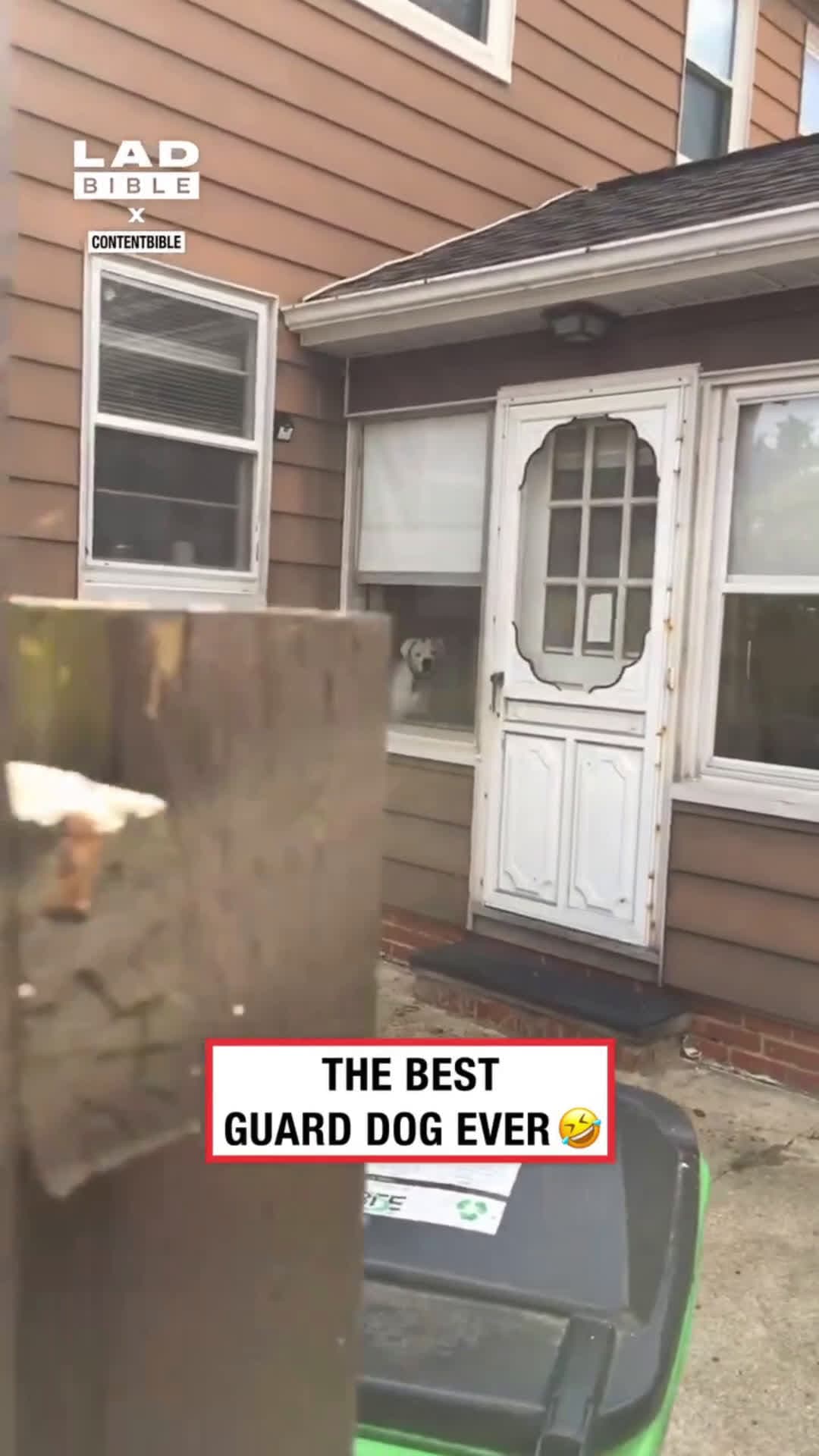 cover for Dog was watching closely .#OddlySatisfying