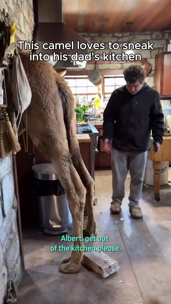 cover for Rescued Camel Keeps Breaking Into His Dad s House So He Can Lie Down Next To His Bed And S 77642 #followMe