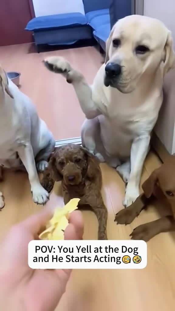 cover for When the snack goes missing but the pup insists it wasn’t him 😂🐶 #funnydog #dogsoftiktok #puppy
