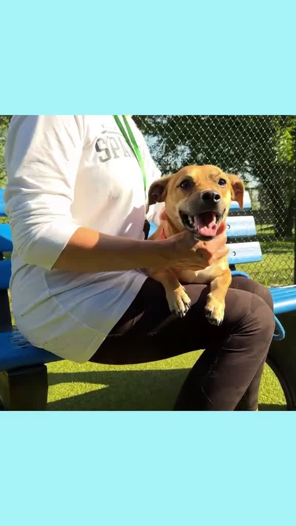 cover for Lil Dude and his pint-sized friends are excited to meet you tomorrow at our Pint-Sized Paw 93438 #shortvideos