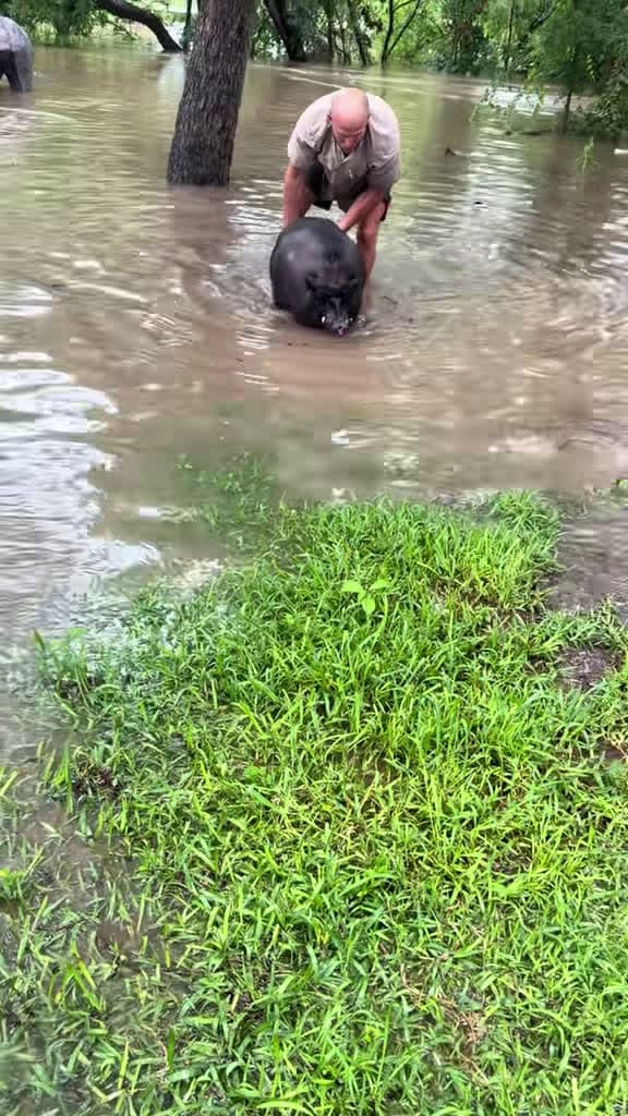 cover for Rescuing our pig from floodwaters 🐷💦 #AnimalRescue #Flood #HeroicMoment