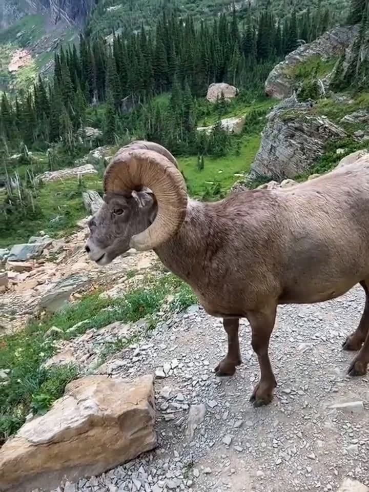 cover for Mountain goat totally baffled by unexpected encounter 🐐🤔 #WildlifeMoment #NatureSurprise #GoatEncounter
